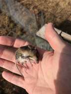 Image of Eastern Harvest Mouse