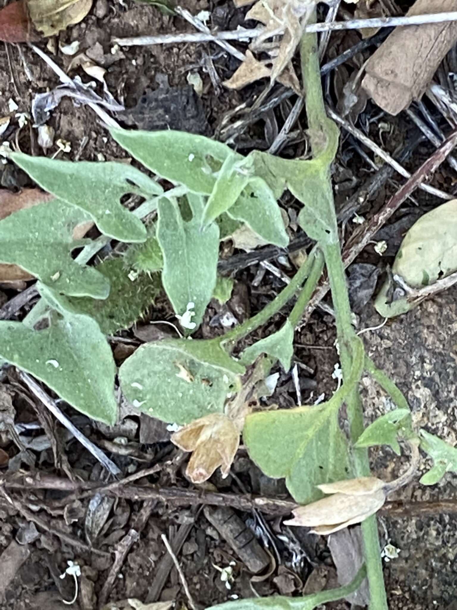 Image of Laguna Mountain jewelflower