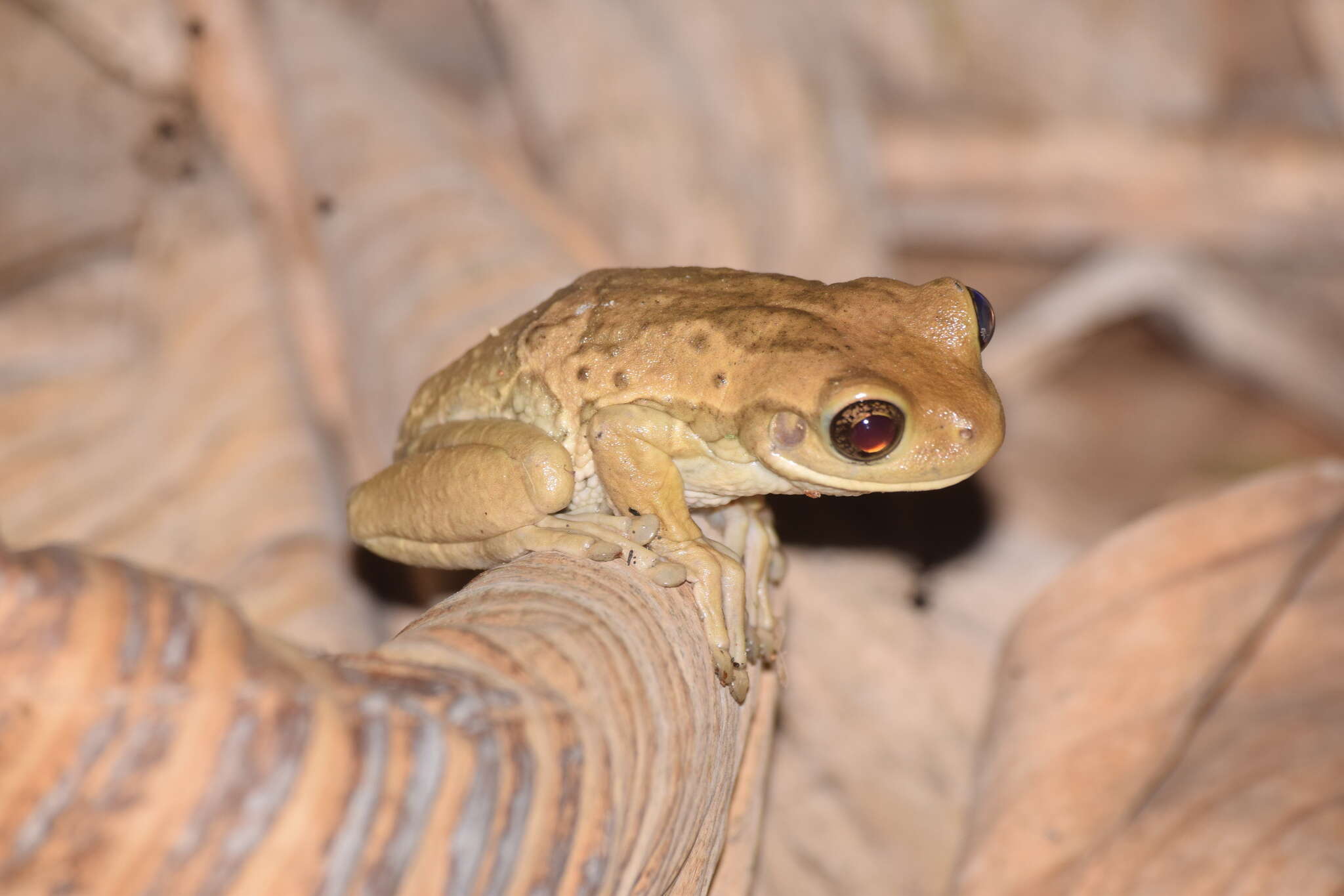 صورة Trachycephalus quadrangulum (Boulenger 1882)