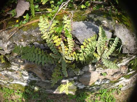 Image of Notholaena brachypus (Kunze) J. Sm.