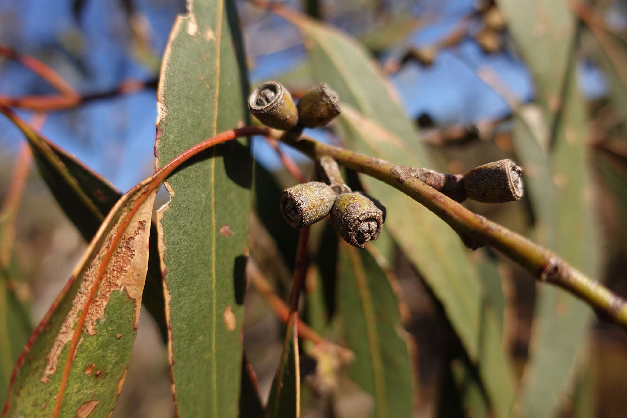 Image of Eucalyptus goniocalyx subsp. goniocalyx