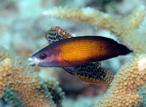 Image of Micronesian wrasse