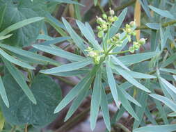 Euphorbia piscatoria Aiton resmi