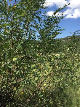 Robinia neomexicana A. Gray resmi