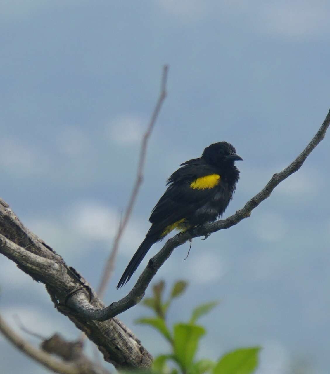 Image of Puerto Rican Oriole