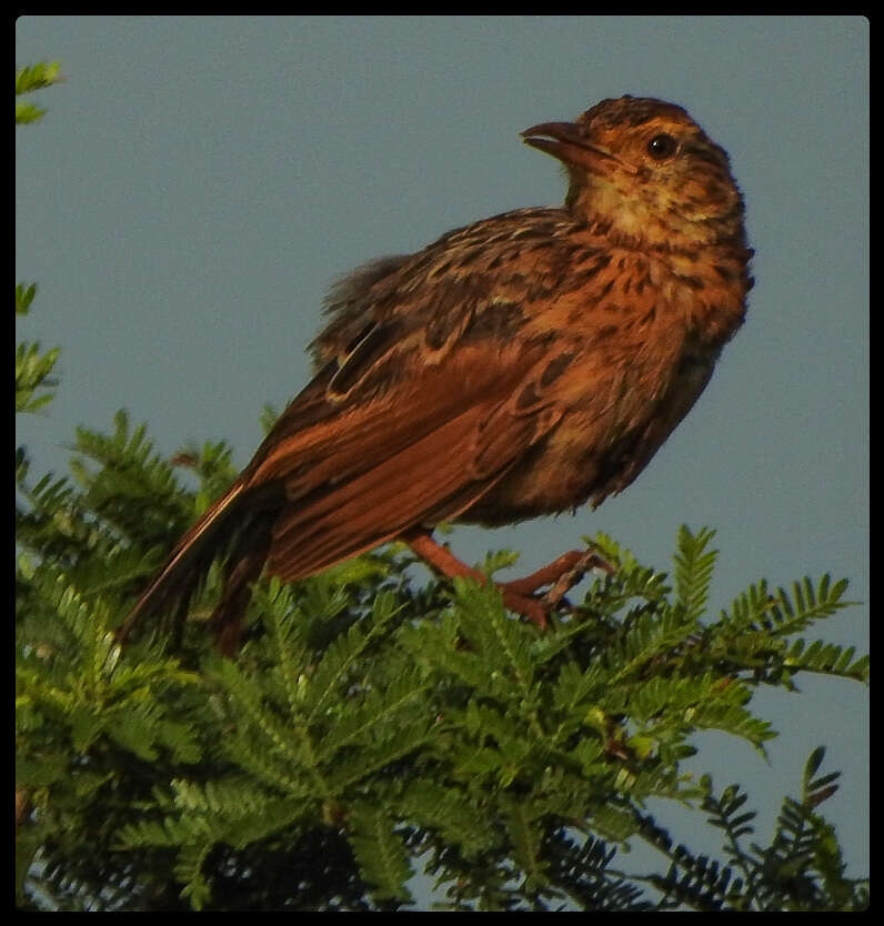 Image of Rufous-naped Lark