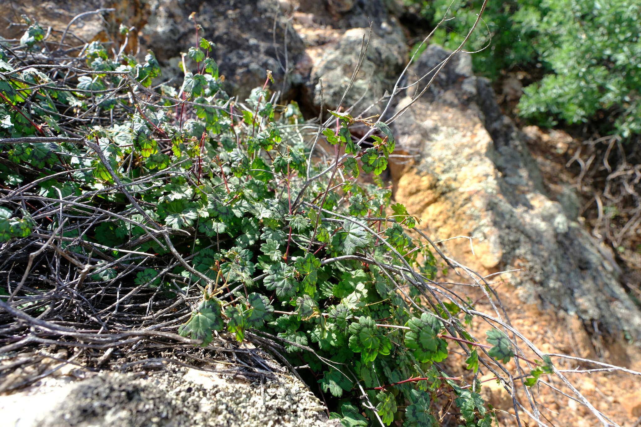 Image of Pelargonium antidysentericum subsp. zonale A. G. Scheltema