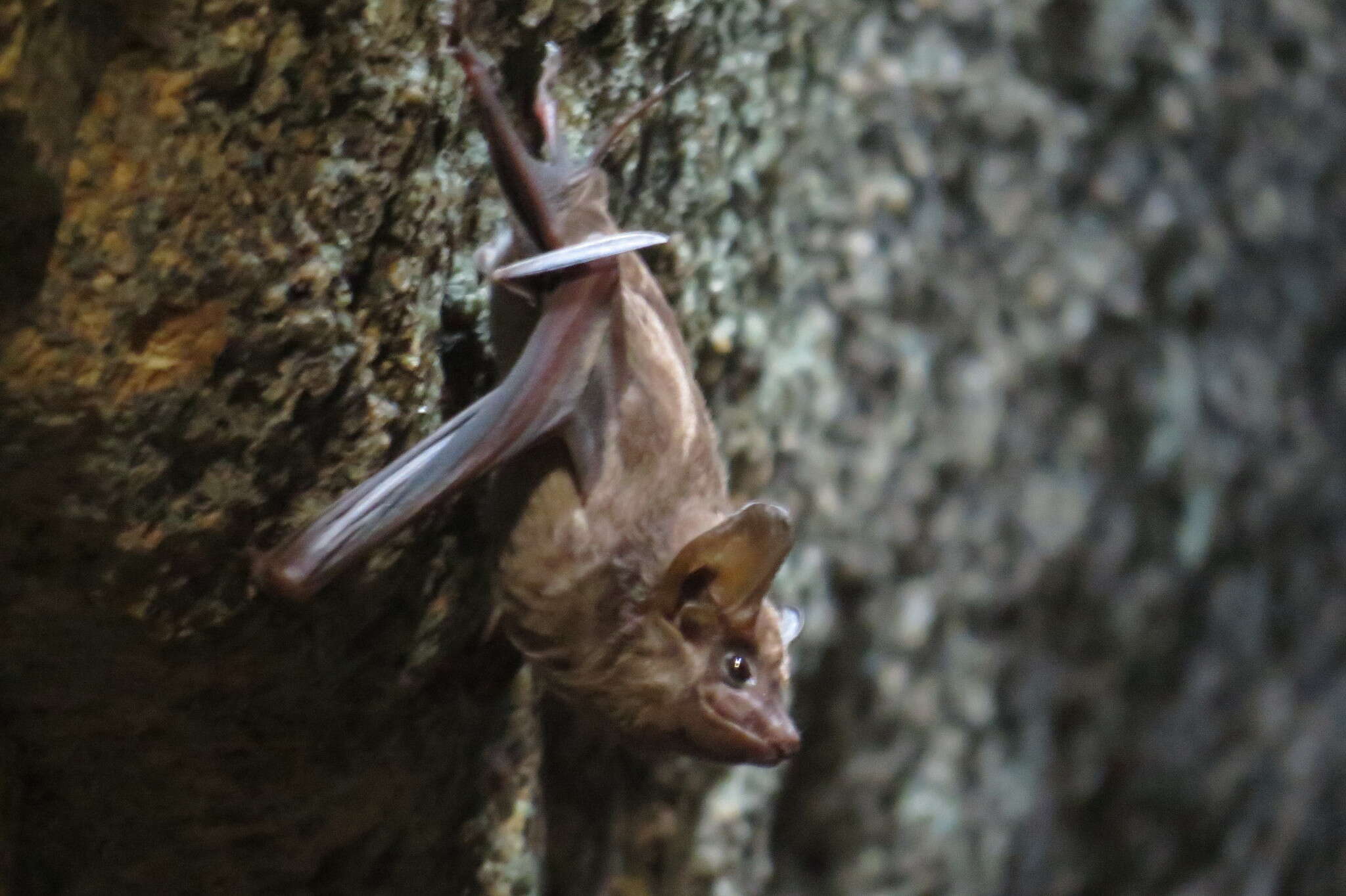 Image of Coastal Sheath-tailed Bat