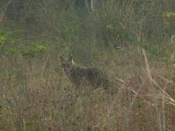 Image of Indian jackal