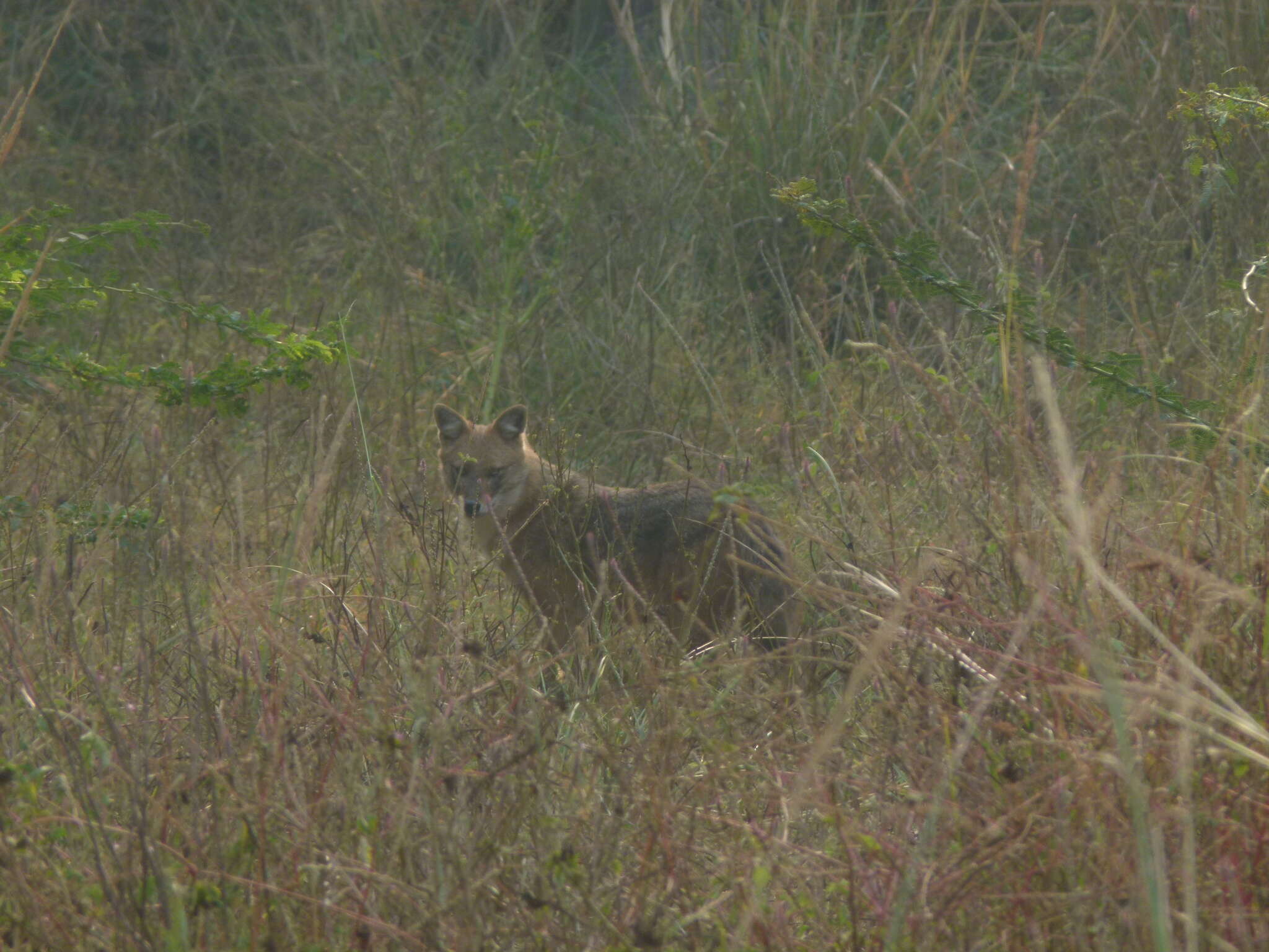 Image of Indian jackal