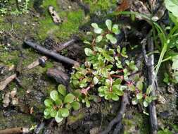 Plancia ëd Lythrum portula (L.) D. A. Webb