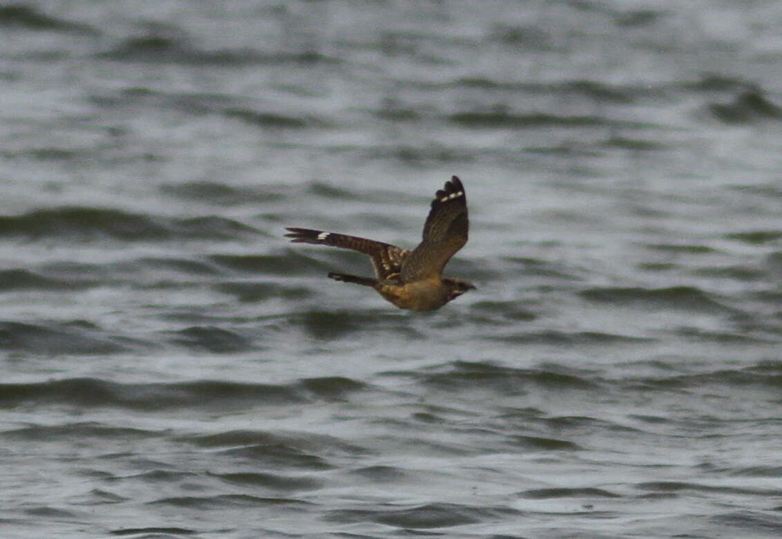 Image of Red-necked Nightjar