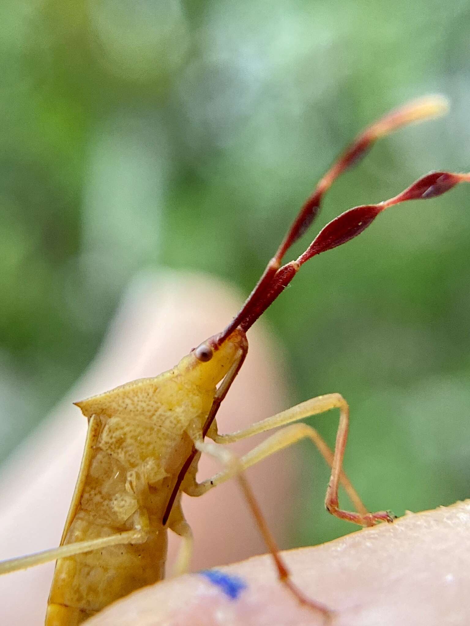 صورة Chondrocera laticornis Laporte 1832