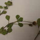 صورة Phyla nodiflora var. minor (Gillies & Hook.) N. O'Leary & Múlgura