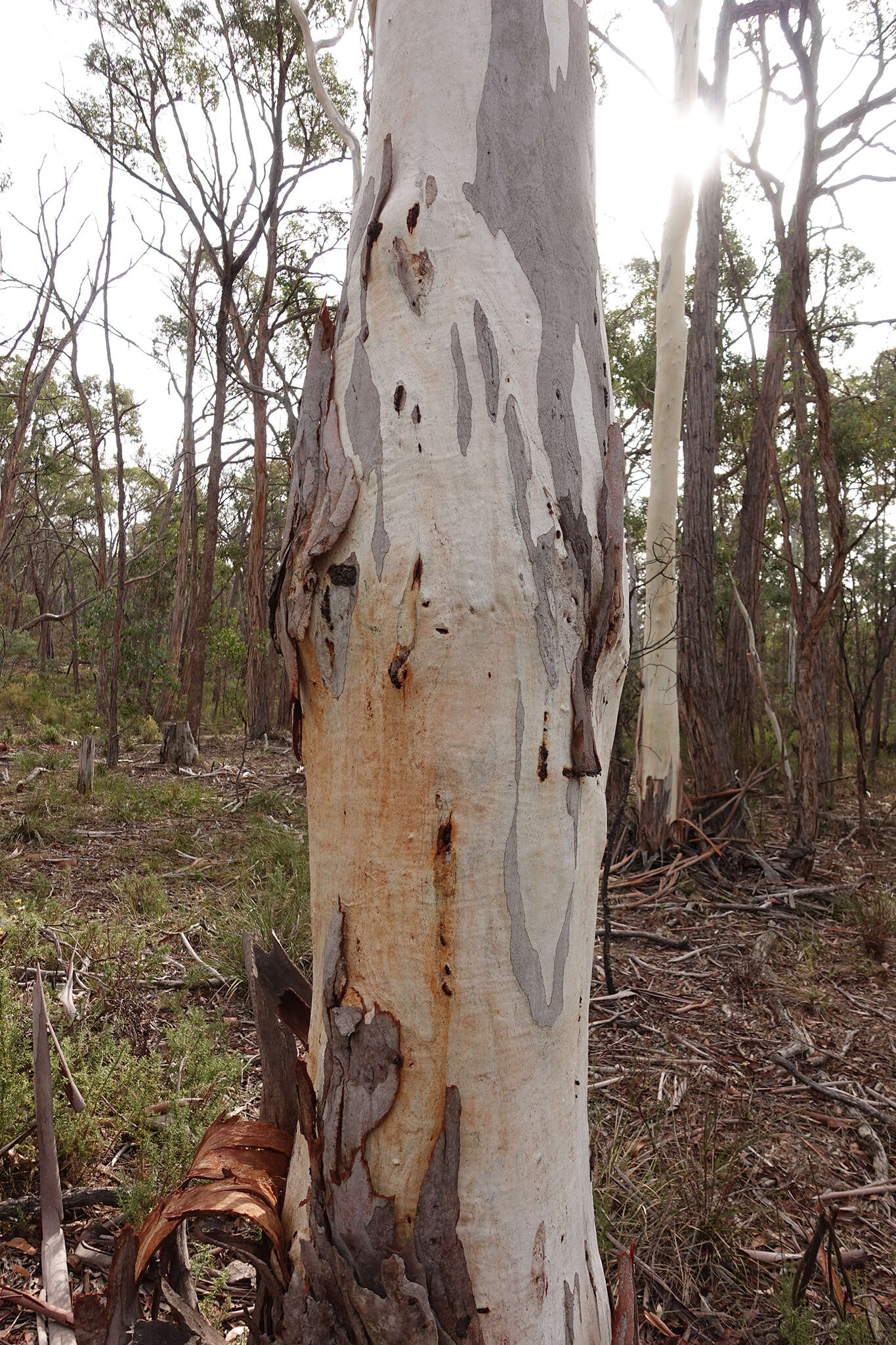 Image of Eucalyptus rubida subsp. rubida