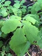 Image of Chelidonium majus subsp. majus