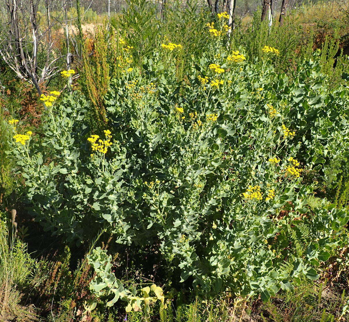 Image of Othonna parviflora L.