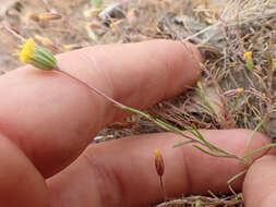 Image of meager pygmydaisy