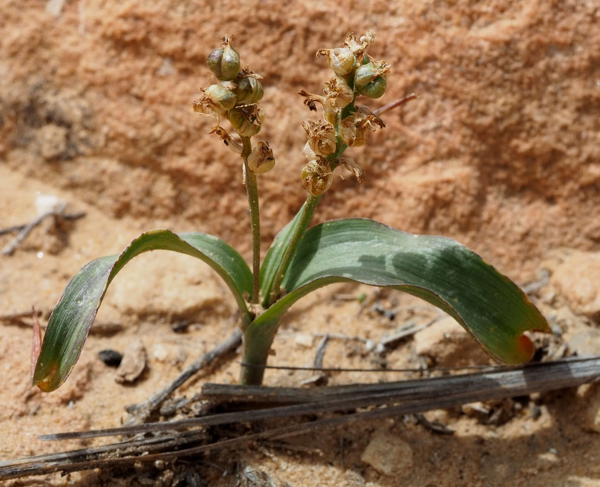 Image of Hyacinthella