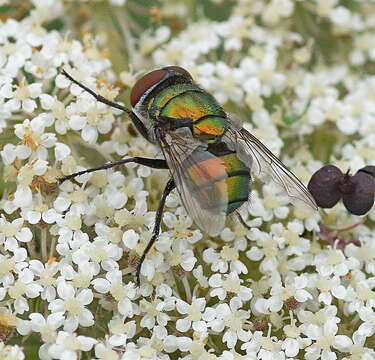 صورة Chrysomya albiceps (Wiedemann 1819)