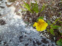 Image of Caltha-Leaf Avens