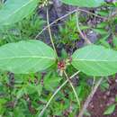 Imagem de Marsdenia propinqua Hemsl.