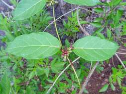 صورة Marsdenia propinqua Hemsl.