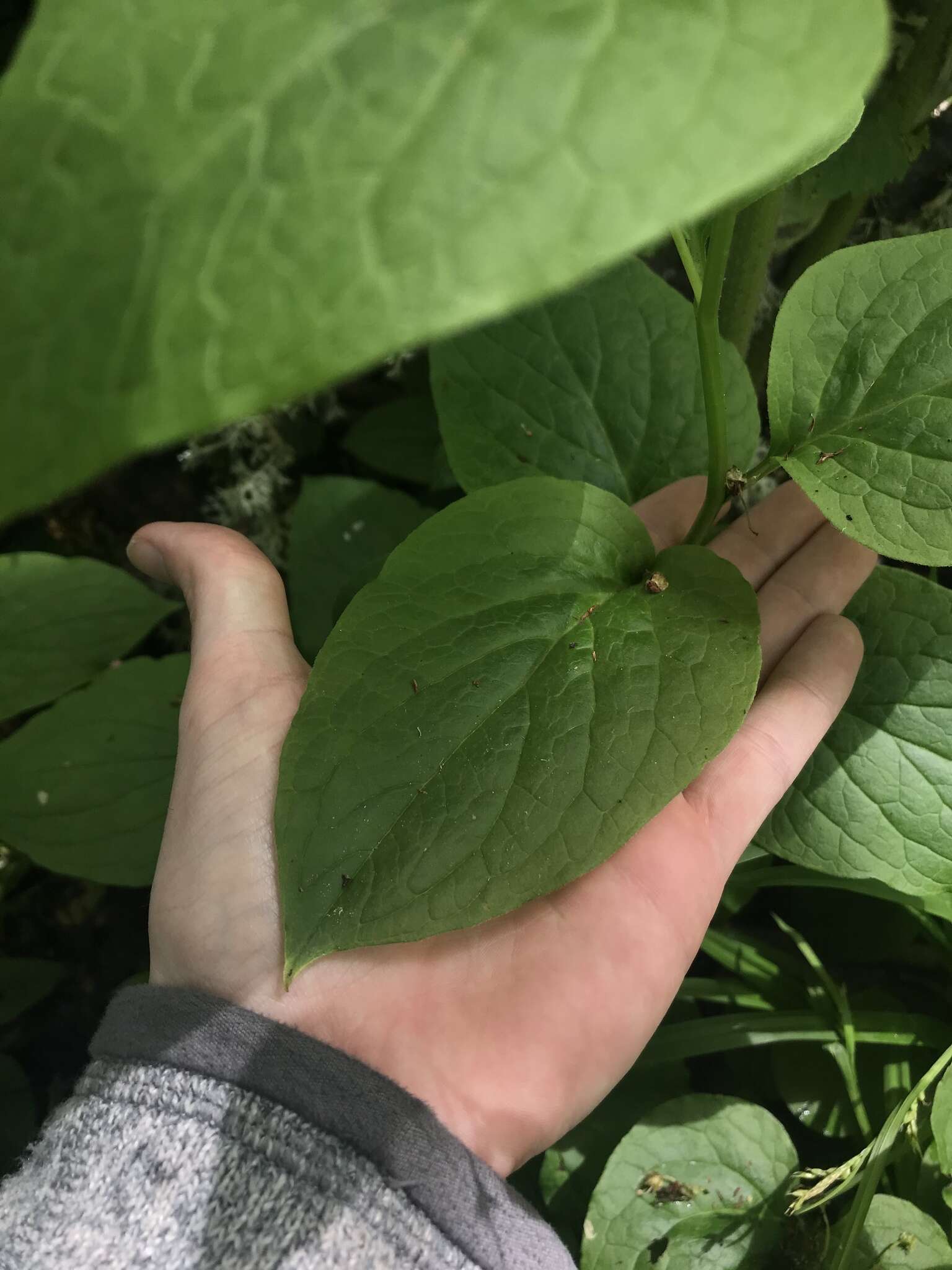 Imagem de Mertensia platyphylla var. subcordata (Greene) L. O. Williams