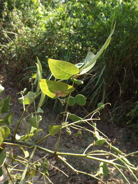 Image of Platymiscium pinnatum (Jacq.) Dugand