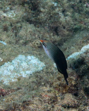 Image of Bird wrasse