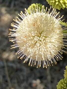 Image of common buttonbush