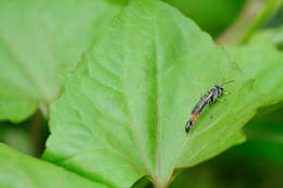 Imagem de Trypoxylon petiolatum F. Smith 1858