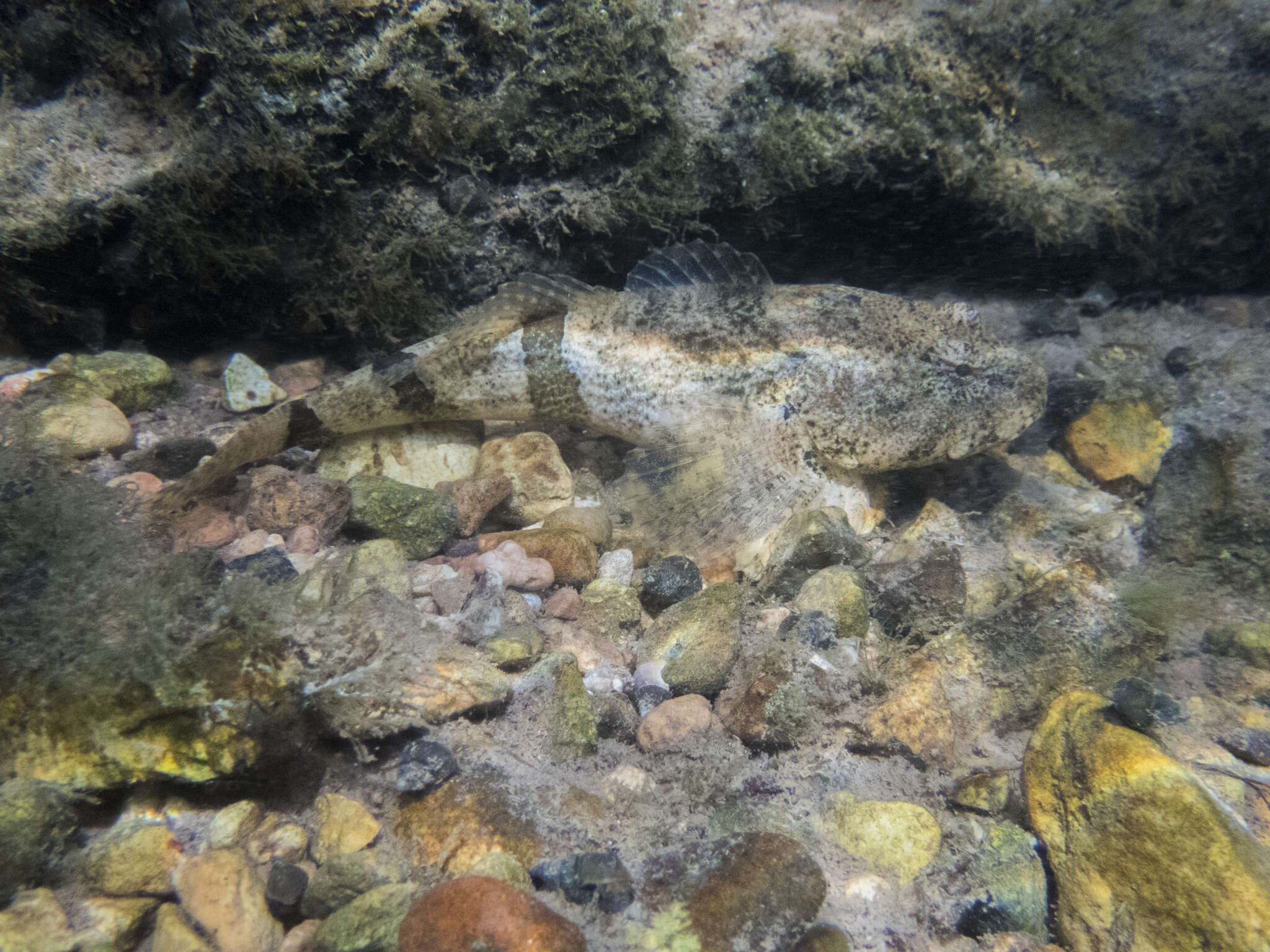 Image of Banded Sculpin