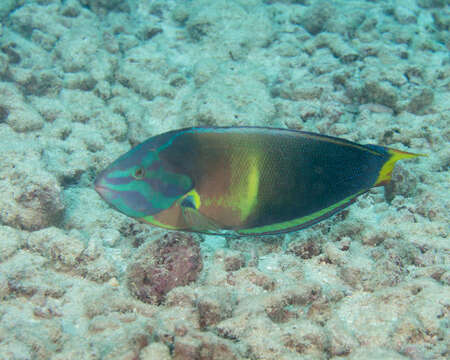 Image of African clown wrasse