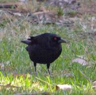 Image of Bronzed Cowbird