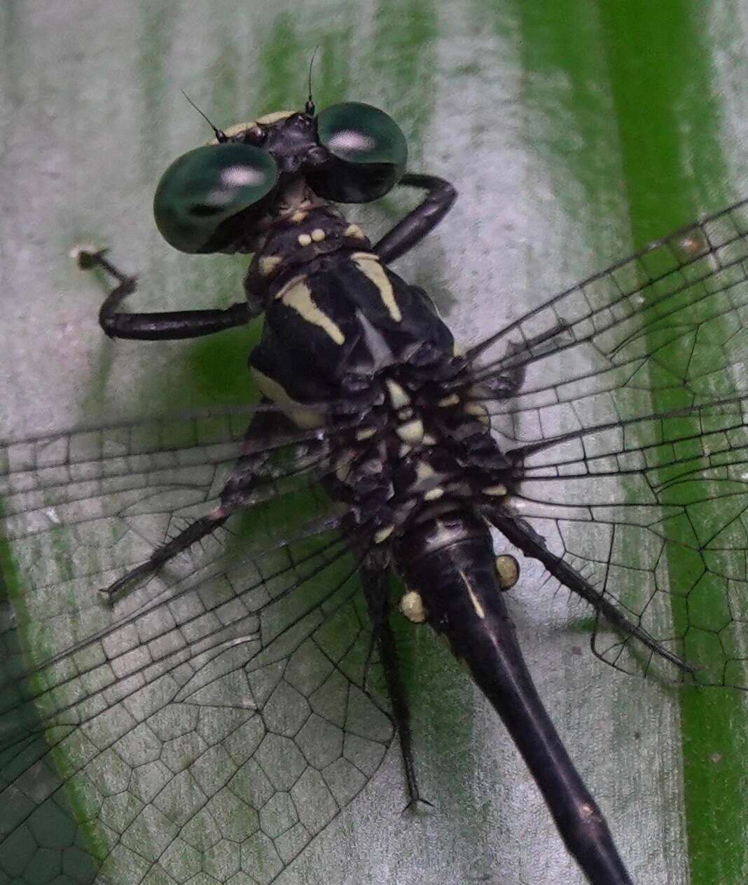 Imagem de Leptogomphus risi Laidlaw 1932