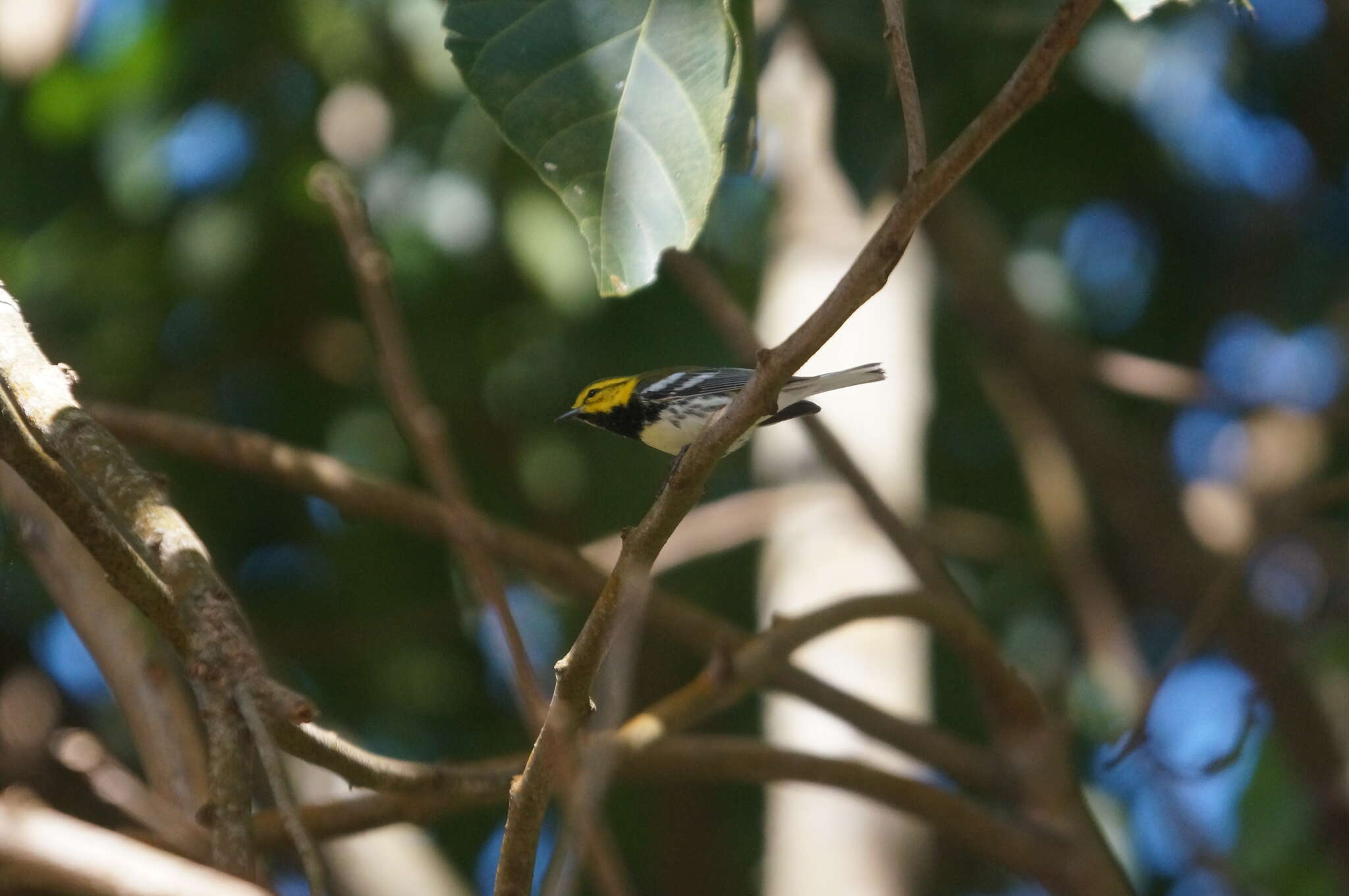 Image of Black-throated Green Warbler