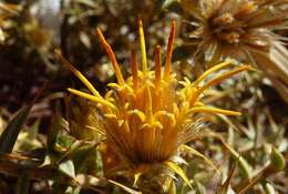 Image of Chuquiraga atacamensis Kuntze