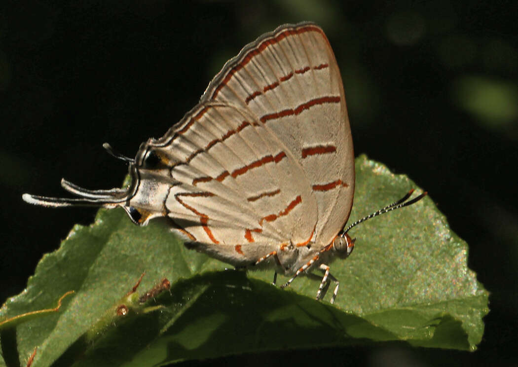 Image of Hemiolaus caeculus (Hopffer 1855)