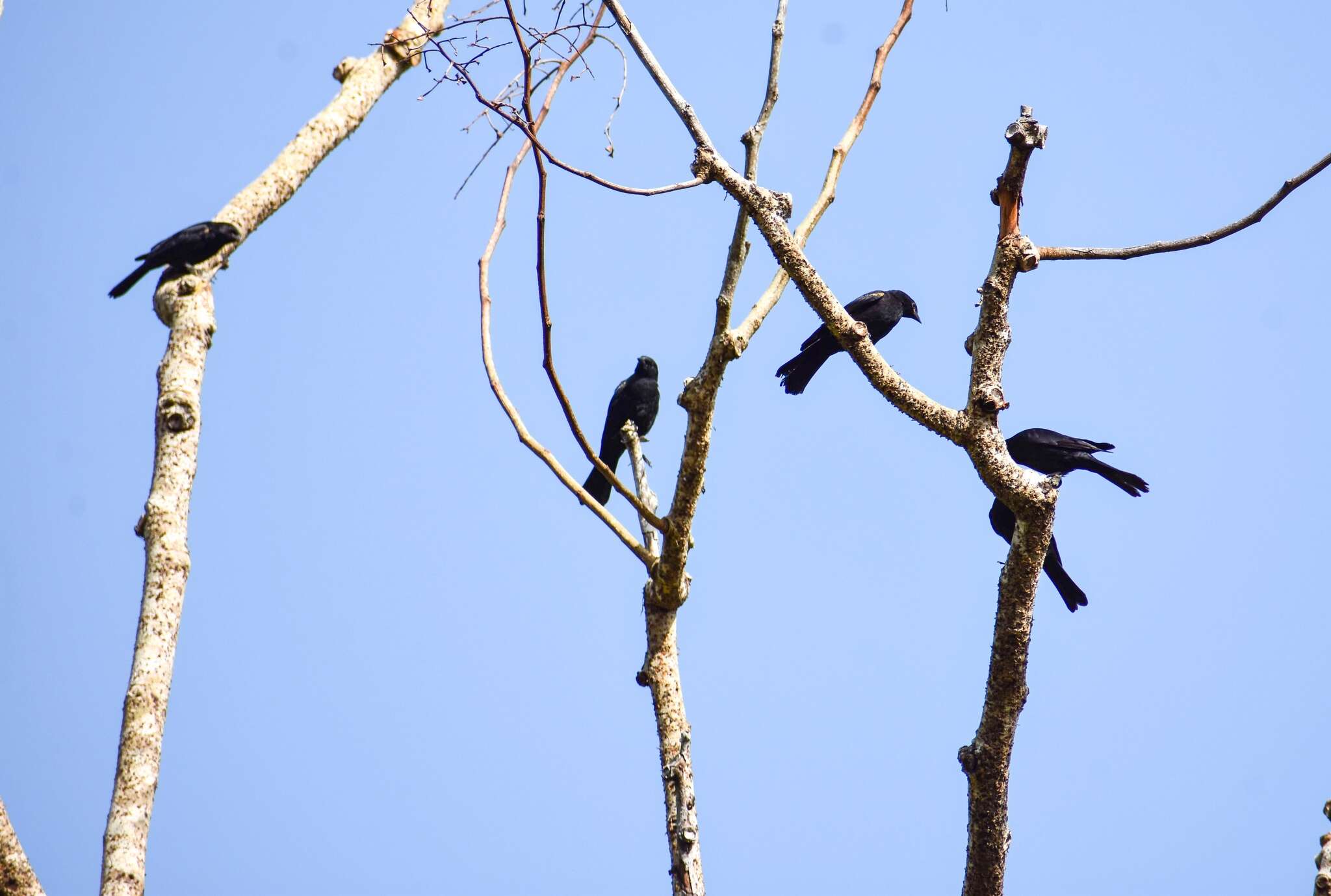 Image of Tawny-shouldered Blackbird