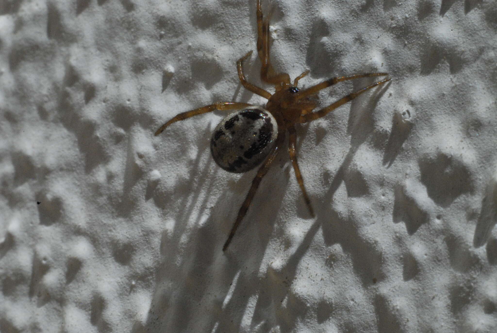 صورة Steatoda nobilis (Thorell 1875)