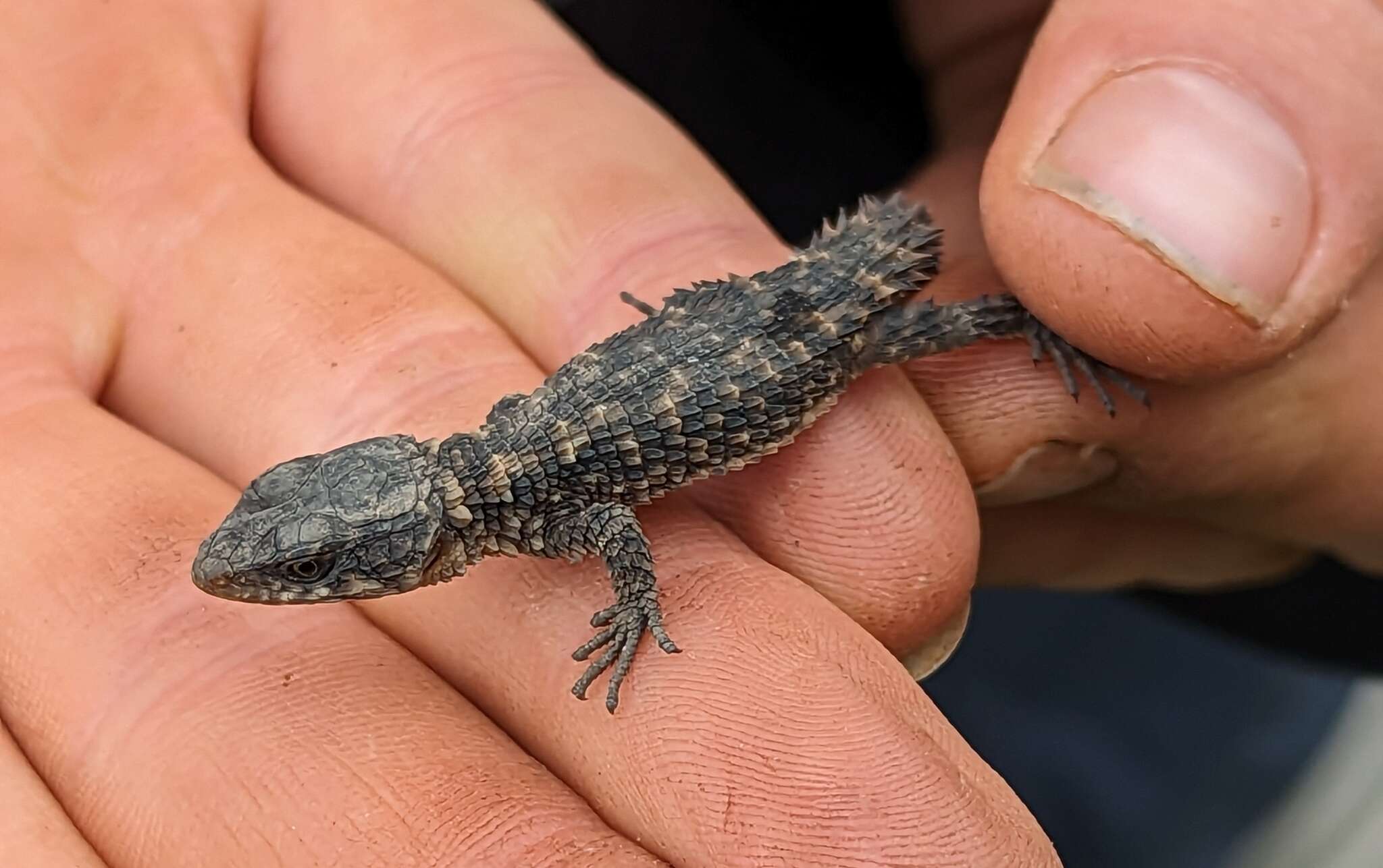 Image of Nyika Girdled Lizard