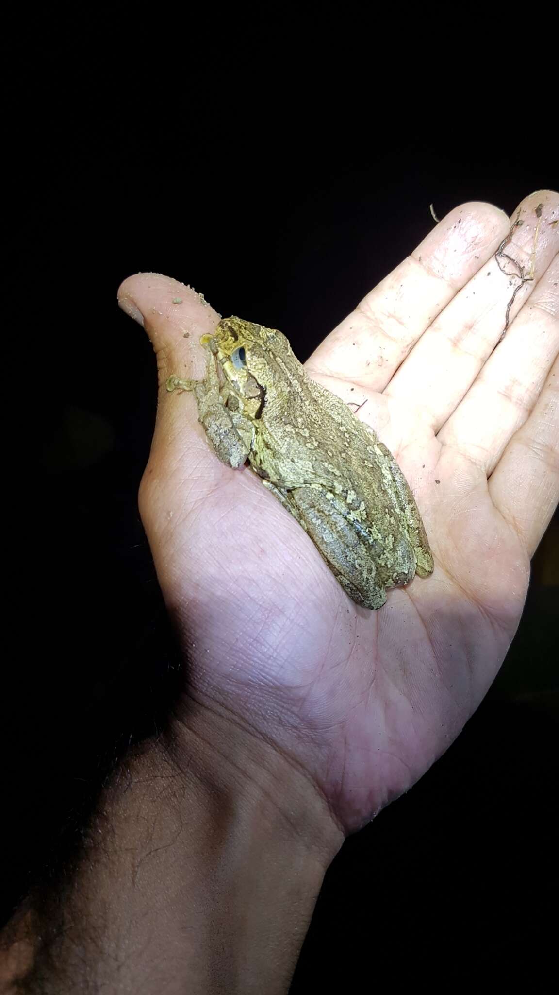 Image of Hispaniola giant treefrog