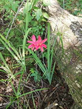 Image of Freesia grandiflora subsp. grandiflora