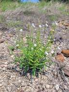 Image of Endostemon tenuiflorus (Benth.) M. R. Ashby