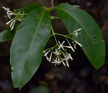 Слика од Ixora timorensis Decne.