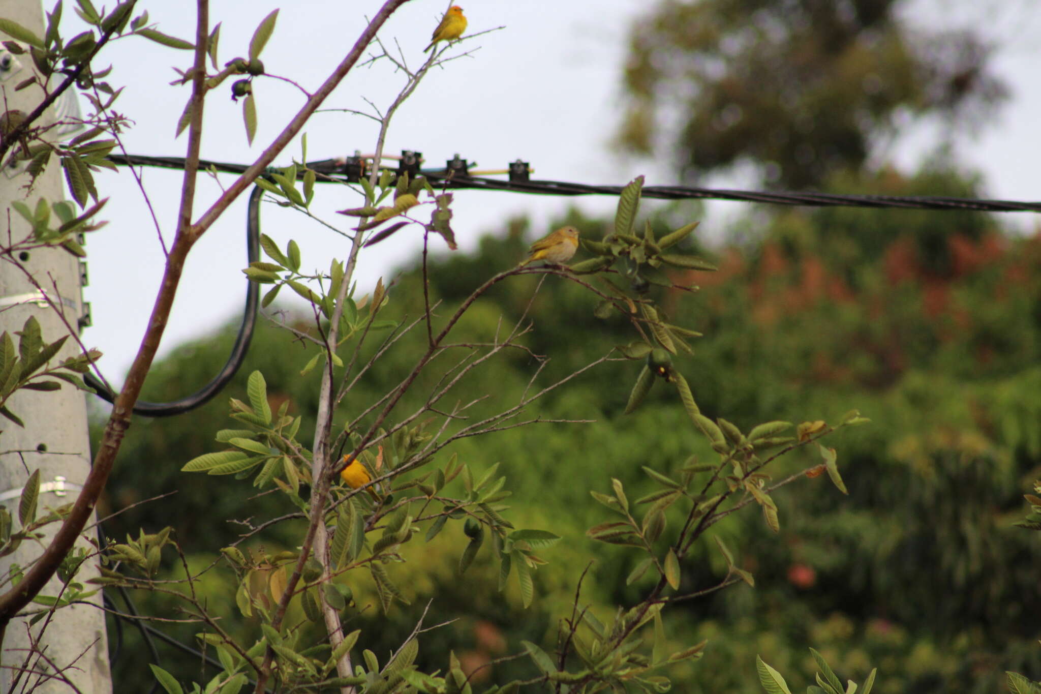 Image of Sicalis flaveola flaveola (Linnaeus 1766)