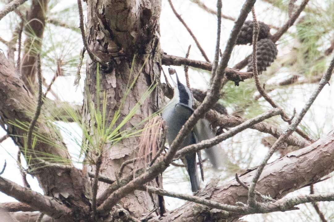 Image of Giant Nuthatch