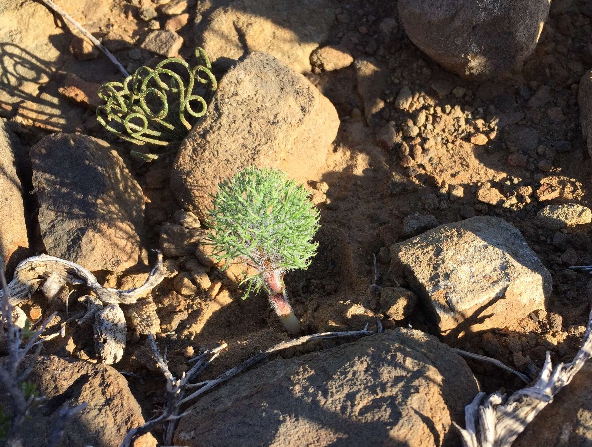 Imagem de Albuca viscosa L. fil.