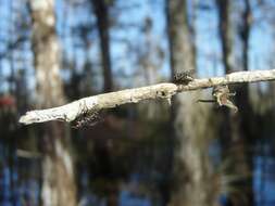 Image of Lixadmontia franki Wood 2006